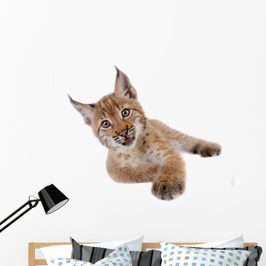 Eurasian Lynx cub on white Wall Decal