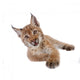 Eurasian Lynx cub on white Wall Decal