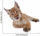 Eurasian Lynx cub on white Wall Decal