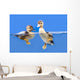 duck Wall Mural