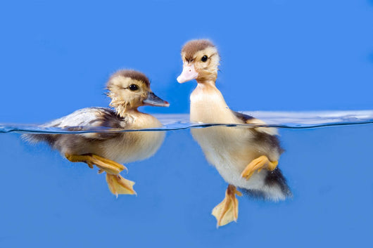 duck Wall Mural