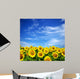 sunflower field Wall Mural