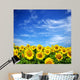 sunflower field Wall Mural