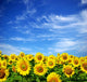 sunflower field Wall Mural
