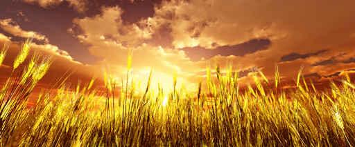 Golden Wheat Field Wall Decal Design 2