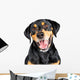 Closeup Portrait Happy Rottweiler Crossbreed Dog Wall Decal