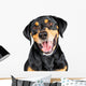 Closeup Portrait Happy Rottweiler Crossbreed Dog Wall Decal