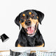 Closeup Portrait Happy Rottweiler Crossbreed Dog Wall Decal