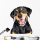 Closeup Portrait Happy Rottweiler Crossbreed Dog Wall Decal