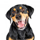 Closeup Portrait Happy Rottweiler Crossbreed Dog Wall Decal