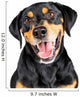 Closeup Portrait Happy Rottweiler Crossbreed Dog Wall Decal