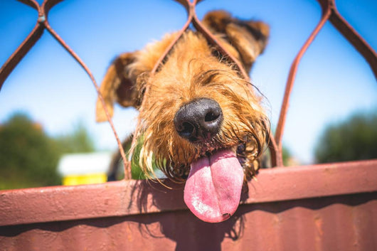 Funny Airedale Terrier dog Wall Mural