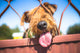 Funny Airedale Terrier dog Wall Mural