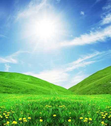 Sunny Meadow Wall Decal