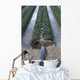 Irrigation System Wall Mural