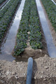 Irrigation System Wall Mural