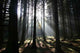 Waldschein Wall Decal