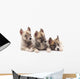 Three puppies. Wall Decal