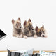 Three puppies. Wall Decal