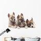 Three puppies. Wall Decal