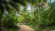 Path on a Palm Tree Forest - Tayrona Natural National Park, Colombia Wall Mural