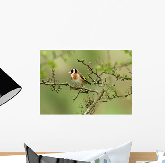 Goldfinch Wall Decal