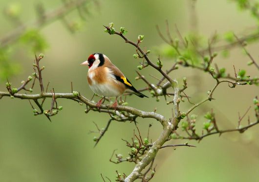 Goldfinch Wall Decal