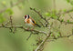 Goldfinch Wall Decal
