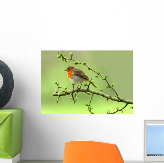 Robin Wall Decal