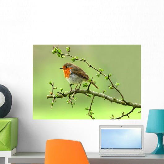 Robin Wall Decal