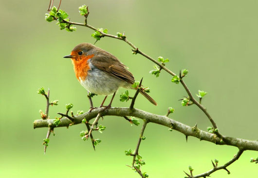 Robin Wall Decal