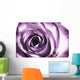 Purple rose Wall Mural