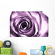 Purple rose Wall Mural
