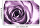 Purple rose Wall Mural