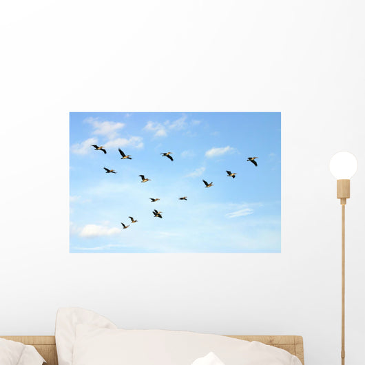 Brown Pelicans Flying Wall Mural