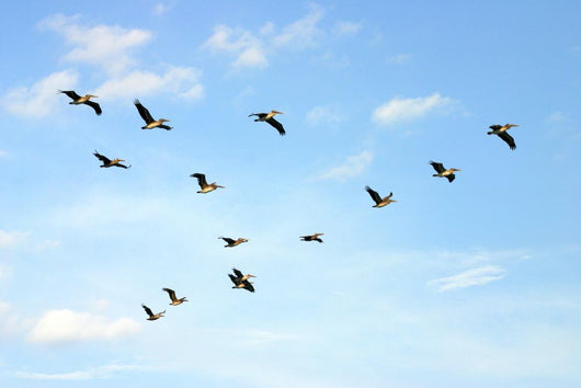 Brown Pelicans Flying Wall Mural