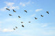 Brown Pelicans Flying Wall Mural