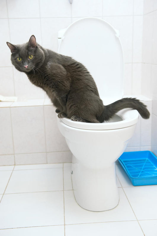 clever cat uses a toilet bow Wall Mural