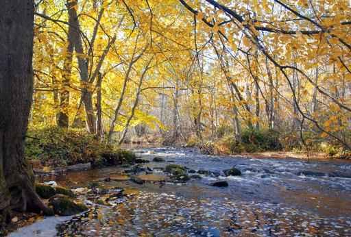 River Autumn Forest Wall Decal
