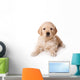 Golden Retriever Puppy on White Background Wall Decal