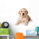 Golden Retriever Puppy on White Background Wall Decal