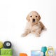 Golden Retriever Puppy on White Background Wall Decal