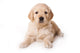 Golden Retriever Puppy on White Background Wall Decal