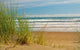Sand Dunes and Reeds Wall Decal