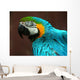 Parrot Wall Mural