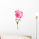 pink peony flower isolated Wall Decal