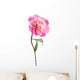 pink peony flower isolated Wall Decal