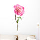 pink peony flower isolated Wall Decal