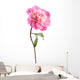 pink peony flower isolated Wall Decal
