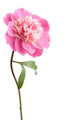 pink peony flower isolated Wall Decal